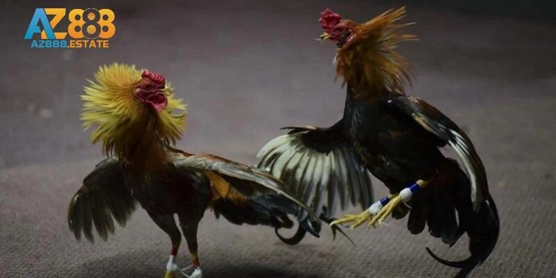 Giới thiệu một số hình thức thi đấu hấp dẫn 