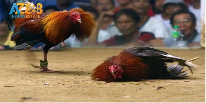 Thể loại trực tiếp đá gà, trực tiếp đá gà